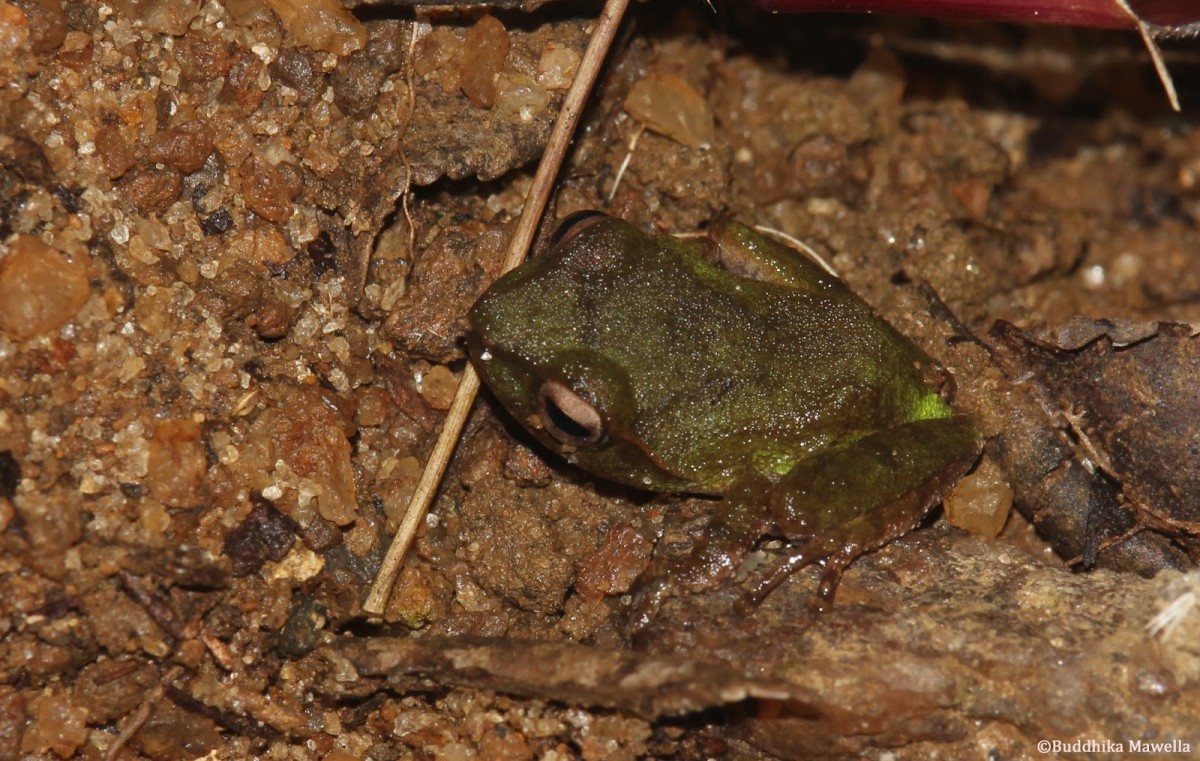 Pseudophilautus stuarti Manamendra-Arachchi & Pethiyagoda, 2005